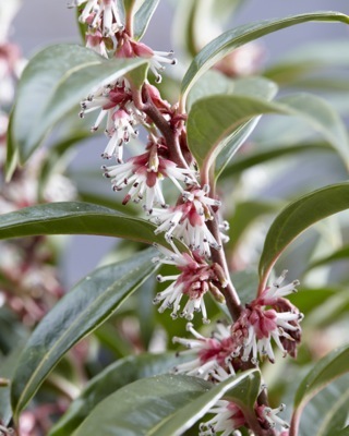 Sarcococca-Winter Gem_Flower