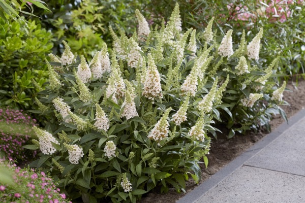 Buddleja-Little White_Garden