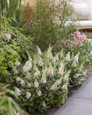 Buddleja-Little White_Garden