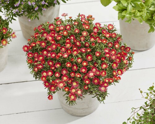 Delosperma WOW Hot Red