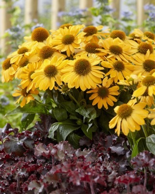 Echinacea-Tweety_Garden