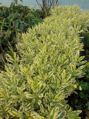 Lavandula-Meerlo_Nursery
