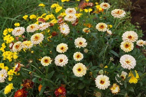 Calendula-Banana Blizz_Garden
