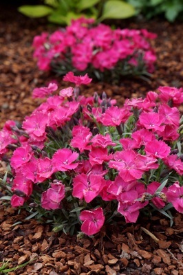 Dianthus-Vivid Bright Light_Garden