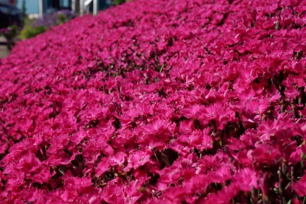 Dianthus-Vivid Bright Light_Flower