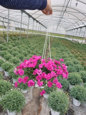 Dianthus-Falling in Love Rosie_Pot