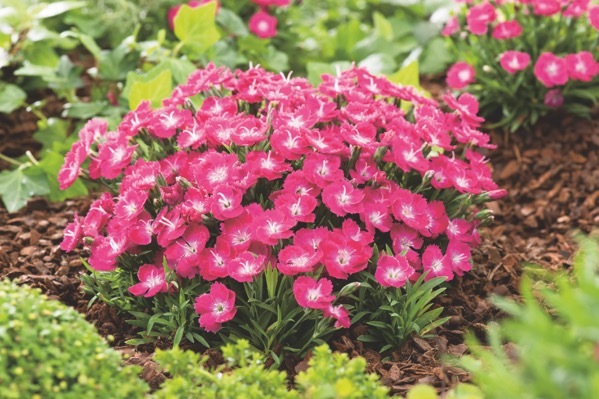 Dianthus-Mighty Mini Miss Rose_Garden