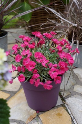 Dianthus-Vivid Bright Light_Patio