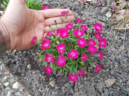 Dianthus-Mighty Mini Miss Rose_Nursery