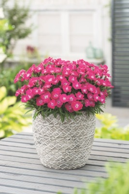 Dianthus-Mighty Mini Miss Rose_Pot