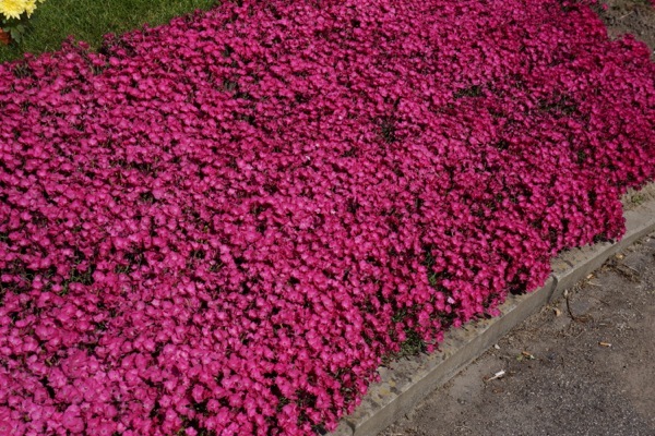 Dianthus-Vivid Bright Light_Garden