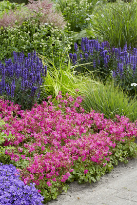 Geranium Intense