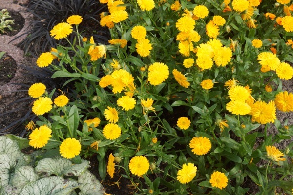 Calendula-Golden Glaze_Garden