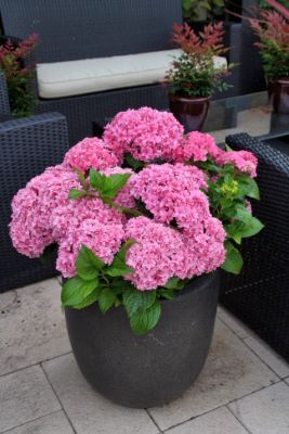 Hydrangea-Perfection_Patio