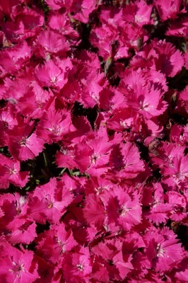Dianthus-Vivid Bright Light_Close up flower