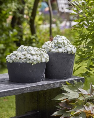 Sempervivum-Arctic White_Patio