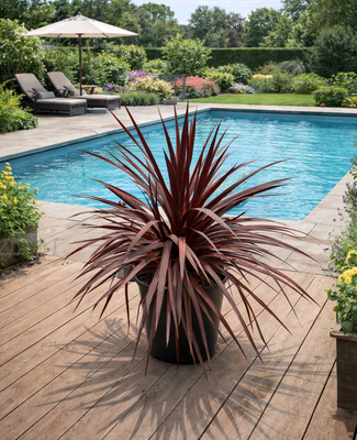 Cordyline Very Cherry