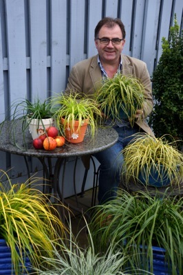 Carex-Everdi_Patio