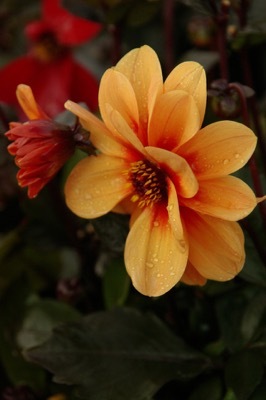 Dahlia-Dreamy Eyes_Close up flower