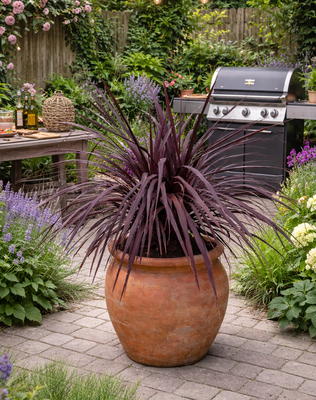 Cordyline Very Cherry
