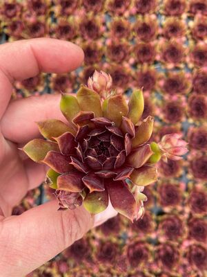 Sempervivum Blushing Garnet