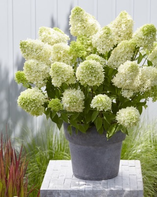 Hydrangea-Skyfall_Patio