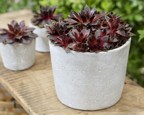 Sempervivum Coconut Crystal