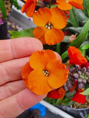 Erysimum Colour Vibe