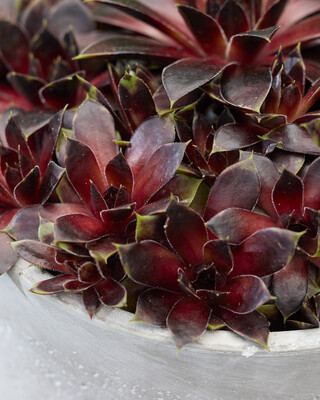 Sempervivum Coconut Crystal