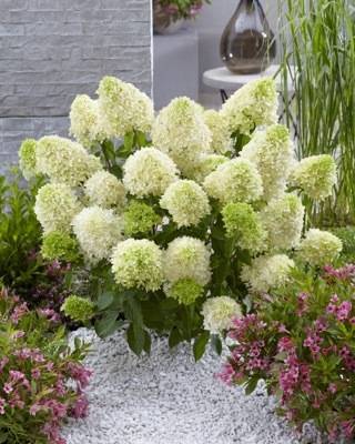 Hydrangea-Skyfall_Garden