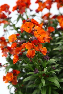 Erysimum Colour Vibe