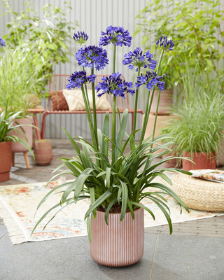 Agapanthus Midnight Sky