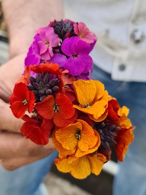 Erysimum Colour Vibe