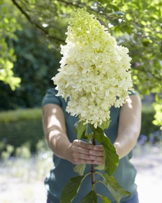 Hydrangea-Skyfall_Flower