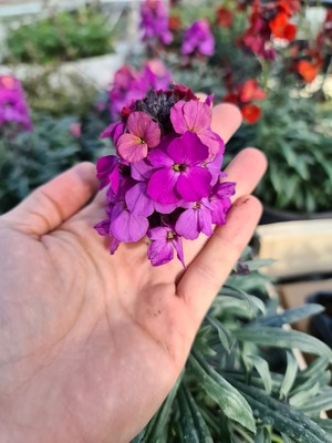 Erysimum Colour Vibe