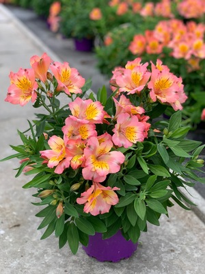 Alstroemeria Patagonia Salmon