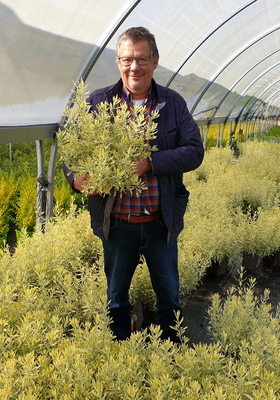 Lavandula Meerlo