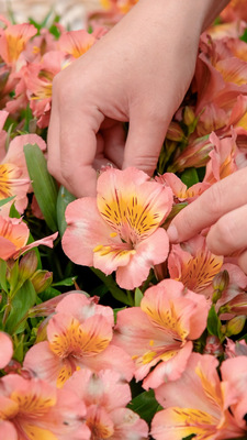 Alstroemeria Patagonia Salmon