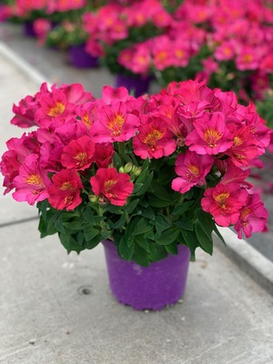 Alstroemeria Patagonia Cherry