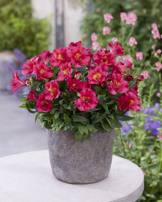 Alstroemeria Patagonia Cherry