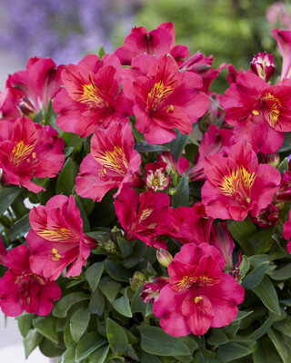 Alstroemeria Patagonia Cherry