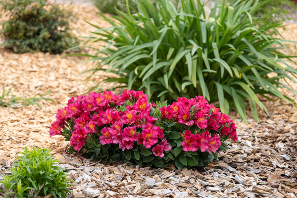 Alstroemeria Patagonia Cherry