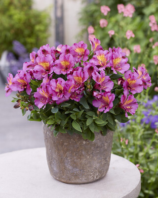 Alstroemeria Patagonia Purple