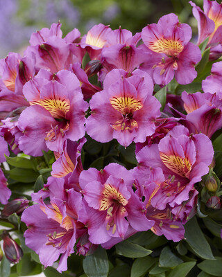 Alstroemeria Patagonia Purple
