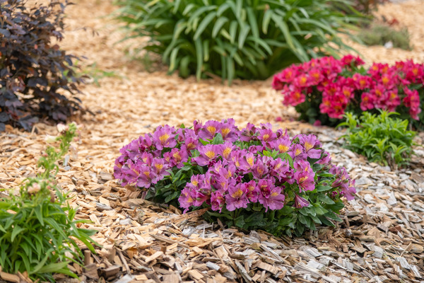 Alstroemeria Patagonia Purple