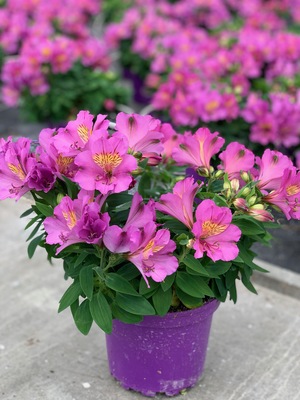 Alstroemeria Patagonia Purple