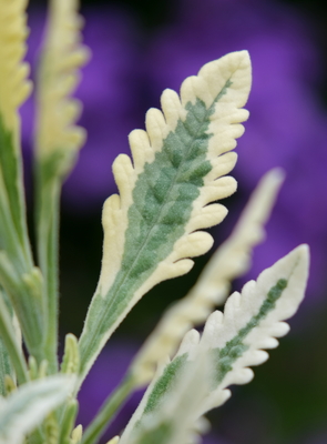 Lavandula Meerlo