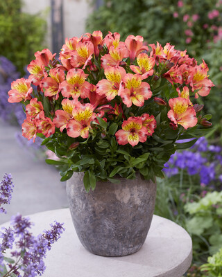 Alstroemeria Patagonia Salmon