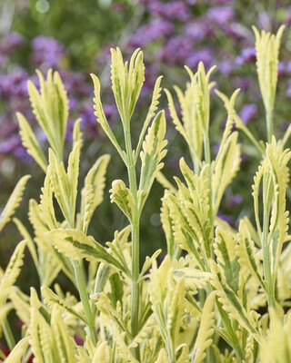 Lavandula Meerlo