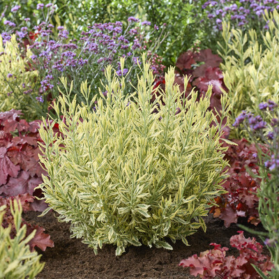 Lavandula Meerlo